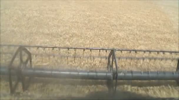 Harvester gathers the wheat — Stock Video