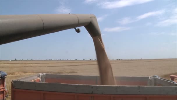 收割机结合小麦 — 图库视频影像