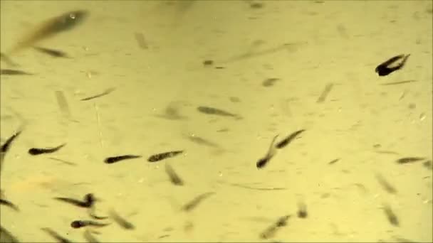 Pequenos peixes na piscicultura — Vídeo de Stock