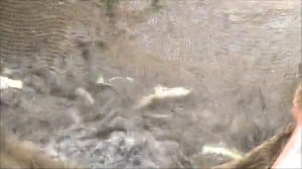 Pêcheurs pêchent le poisson 