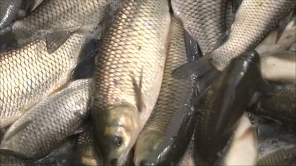 Poissons dans les filets des pêcheurs — Video