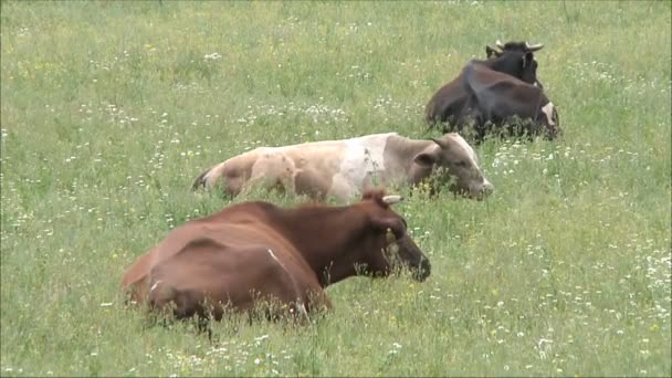 Kor på grön äng — Stockvideo