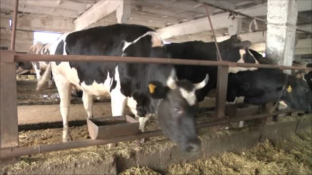 Vacas en granja lechera — Vídeos de Stock