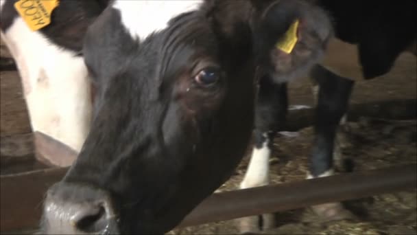 Vacas en granja lechera — Vídeo de stock