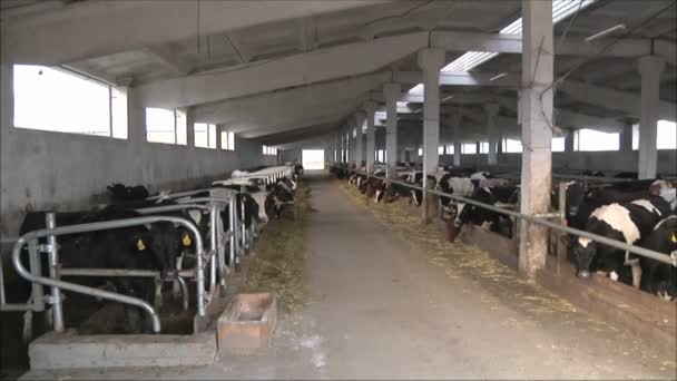 Koeien in de melkveehouderij — Stockvideo
