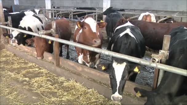 Vacas en granja lechera — Vídeos de Stock