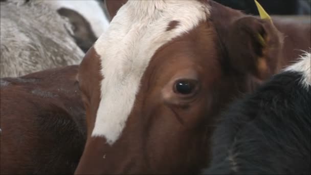 Корови на молочній фермі — стокове відео