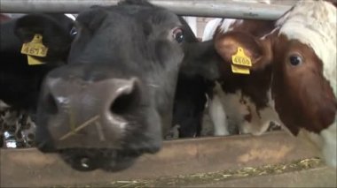 İnekler süt çiftliğinde