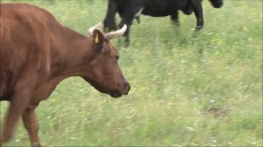 İnekler üzerine yeşil çayır