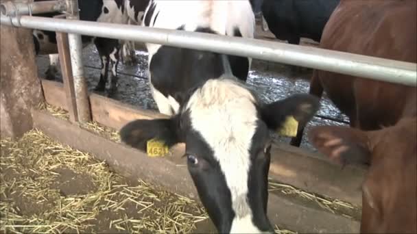 Krowy w dairy farm — Wideo stockowe