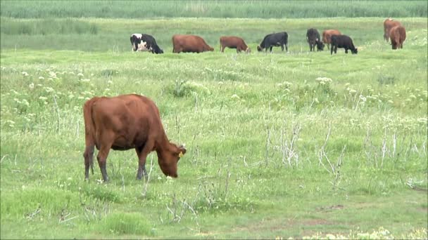 Cows on green meadow — Stock Video