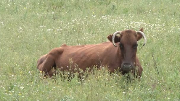 Vaca en el pasto en el campo — Vídeos de Stock