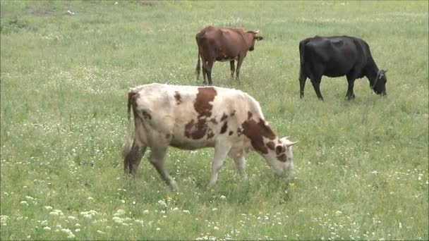 Cows on green meadow — Stock Video