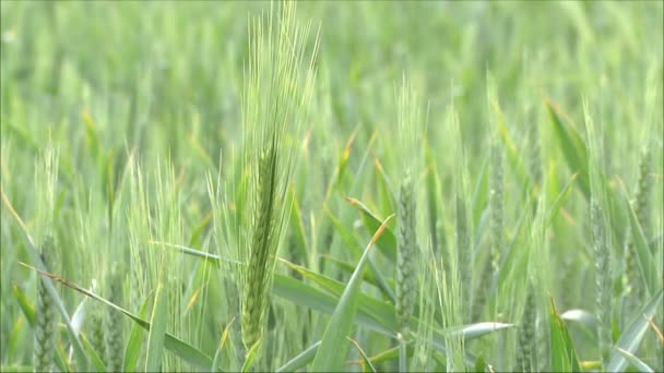 Ripening green wheat — Stock Video