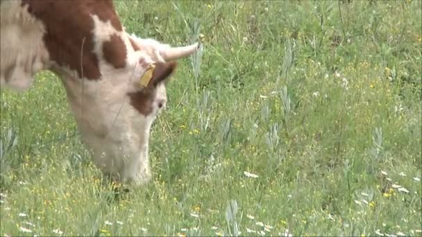 Kuh auf Weide im Feld — Stockvideo