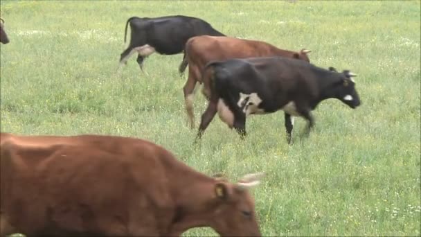 Cows on green meadow — Stock Video