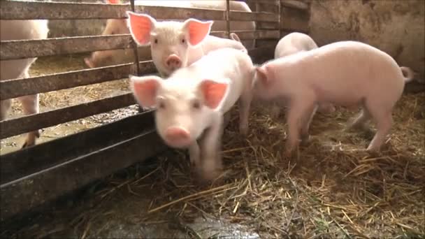 Pigs on pig farm