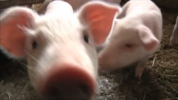 Varkens op varken boerderij — Stockvideo