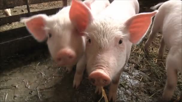 Cerdos en granja porcina — Vídeo de stock