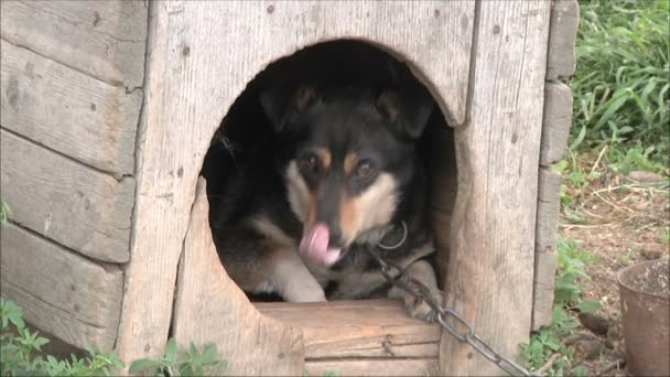 Köpek oturur hayvan zinciri zincir — Stok video