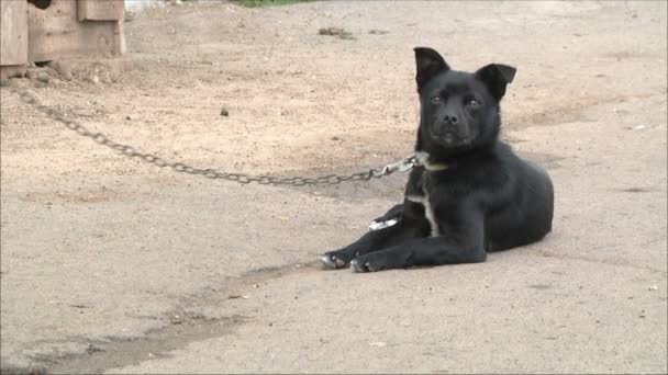 Cão senta-se acorrentado cadeia — Vídeo de Stock