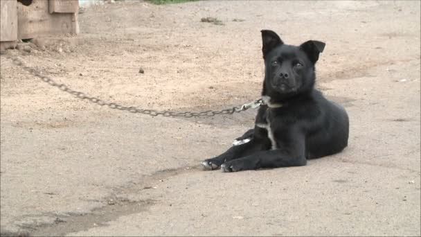 座っているがチェーンにつながれた犬 — ストック動画