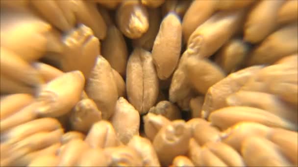 Стиглої пшениці у воронці — стокове відео