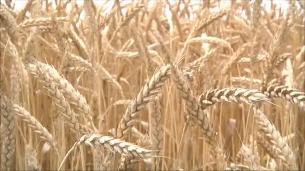 Espigas de trigo maduras en el campo — Vídeos de Stock