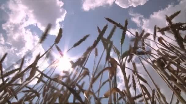 Пшениця проти блакитного неба — стокове відео