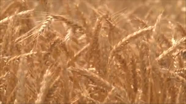 Espigas de trigo maduras no campo — Vídeo de Stock