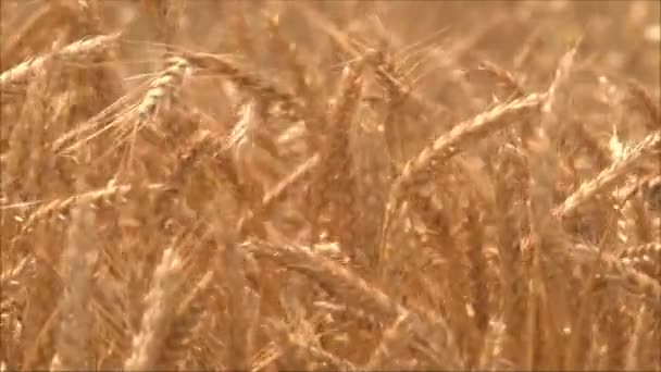 Ripe wheat ears in field — Stock Video