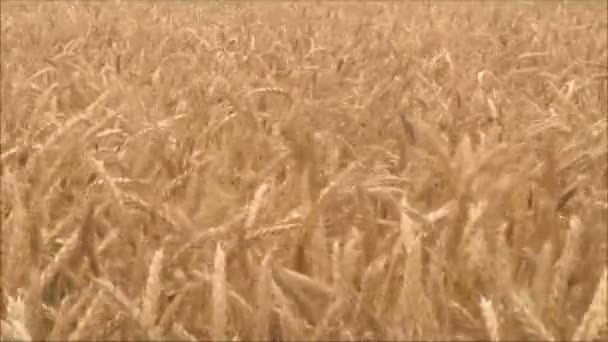 Rijp tarwe oren in veld — Stockvideo