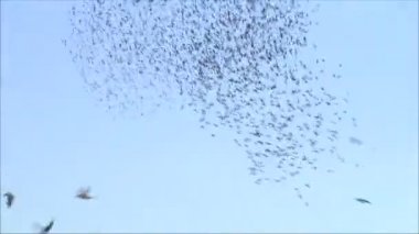 Uçan kuş sürüsü