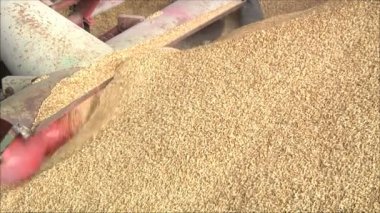 işleme ve tahıl depolama