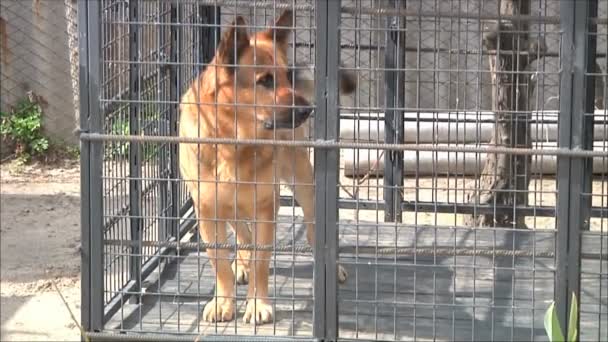 Büyük kuş kafesi içinde köpek kabuk — Stok video