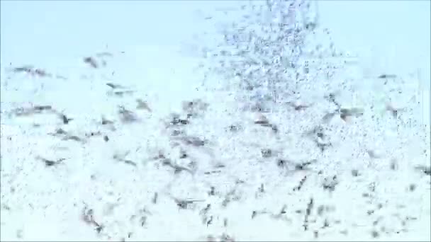 Gaviotas volando contra el cielo — Vídeos de Stock
