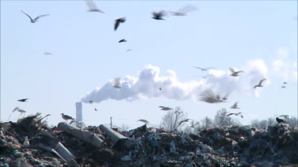 Vogels op de vuilnisbelt — Stockvideo