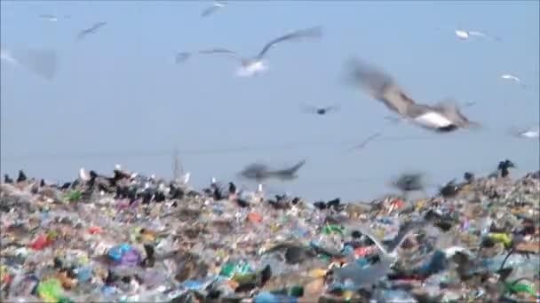 Aves en el basurero — Vídeo de stock