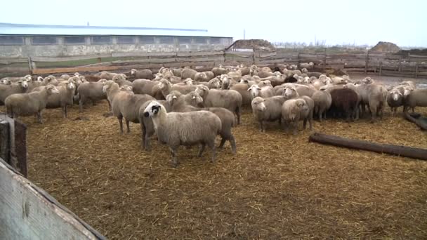 Kudde schapen op de boerderij, — Stockvideo