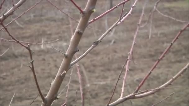 Mänskliga beskära trädet — Stockvideo