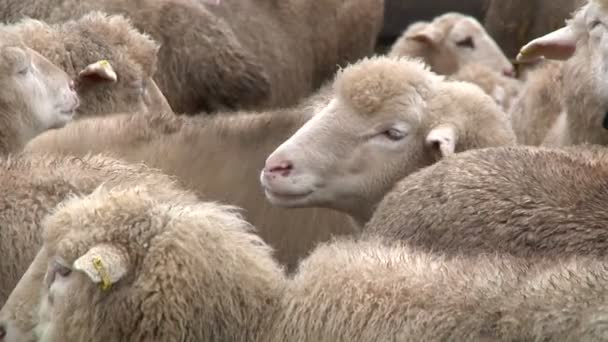 Kudde schapen op de boerderij, — Stockvideo