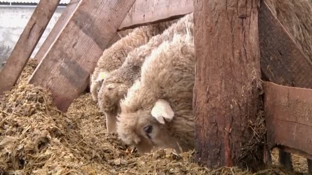 Kudde schapen op de boerderij — Stockvideo