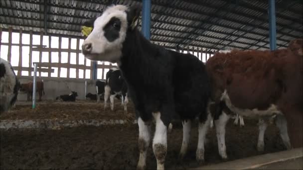 Rebaño de vacas en la granja — Vídeo de stock