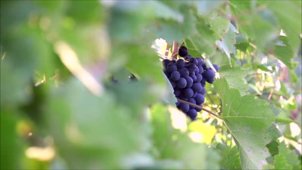 Uvas negras, secuencia — Vídeos de Stock