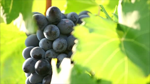Zwart druiven, volgorde — Stockvideo
