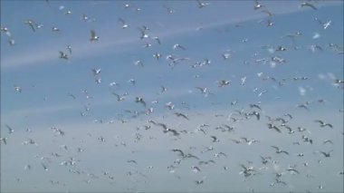 gökyüzüne karşı uçan martı