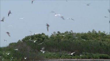 yuva üzerinde tur atan martılar