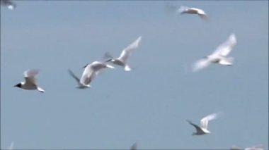 gökyüzüne karşı uçan martı