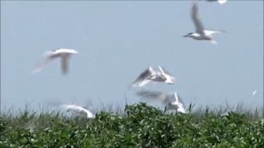 yuva üzerinde tur atan martılar