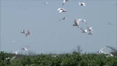 yuva üzerinde tur atan martılar